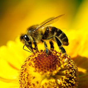 Bijen honing kopen