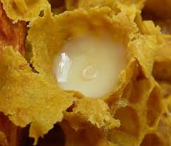 Wat is Royal-Jelly?