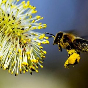 Bijenpollen van natuurlijk-westland
